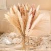 60/62/76/80/85/100pcs Boho Pampas Grass Bouquet Home Decor Floral Dried Flowers Wedding Arrangements Natural Reed Bunny Tails